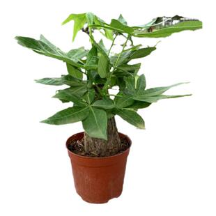 发财树盆栽绿萝观叶植物竹芋苗室内办公桌面易养好活四季开花土培