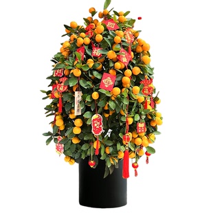 新年带果金桔树室内年桔大型植物乔迁旺宅客厅绿植树苗好养活盆栽