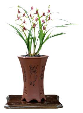 高端四季建兰小国魂老种带花浓香