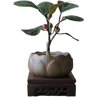 小盼菩提树盆栽植物室内禅意盆景办公室桌面好养净化空气观叶绿植