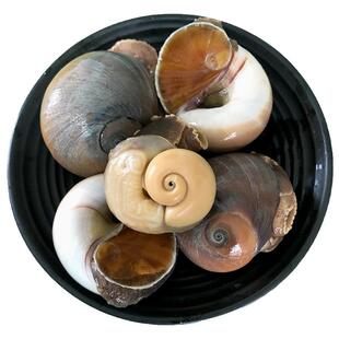 鲜活猫眼螺新鲜海螺大沙螺沙乌红香螺玉螺肉海鲜贝类海螺海鲜水产