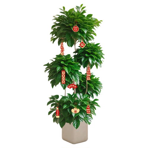 幸福树客厅绿植高级感室内大型植物树落地盆栽好养高端大气上档次