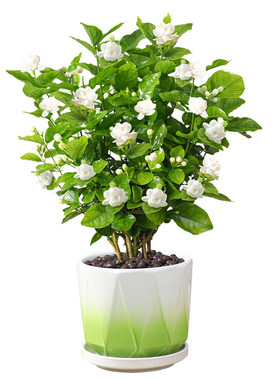 茉莉花盆栽带花苞发货阳台植物花