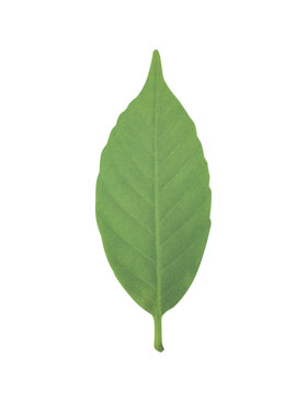 日本进口leaf变色树叶纸质书签