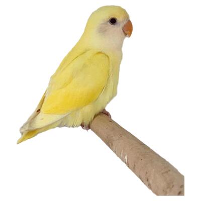 牡丹鹦鹉活体亲人粘人好养活雏鸟