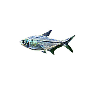 黑尾大勾红绿灯鱼观赏小型淡水好养热带鱼斑马鱼孔雀鱼苗群游鱼