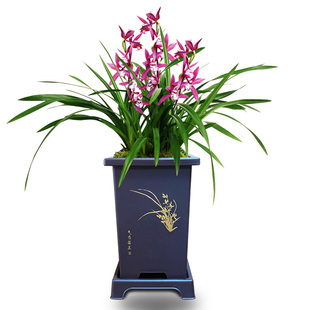 兰花苗盆栽现带花苞发货名贵花卉红贵妃四季兰绿植室内香兰