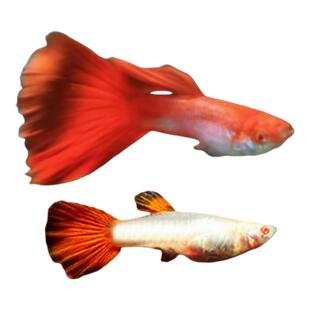 全红孔雀鱼热带纯种观赏鱼活体小型淡水好养耐活精品胎生凤尾小鱼