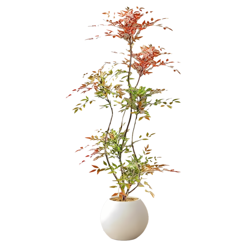 南天竹盆栽客厅真树绿植办公室内沙发边大型落地旺宅真花大号好养