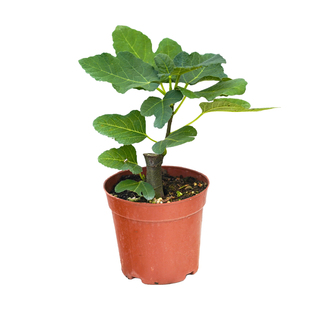 正宗无花果树苗盆栽四季特大果波姬红南北方阳台种植地栽当年结果