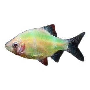 虎皮鱼热带鱼鱼苗观赏鱼小型活体淡水养绿虎皮金虎皮宠物荧光虎皮