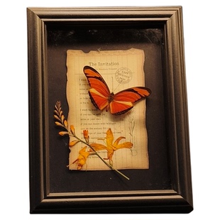 真绿带翠凤蝶昆虫蝴蝶标本摆件展示相框女生装饰挂画生日礼物礼品