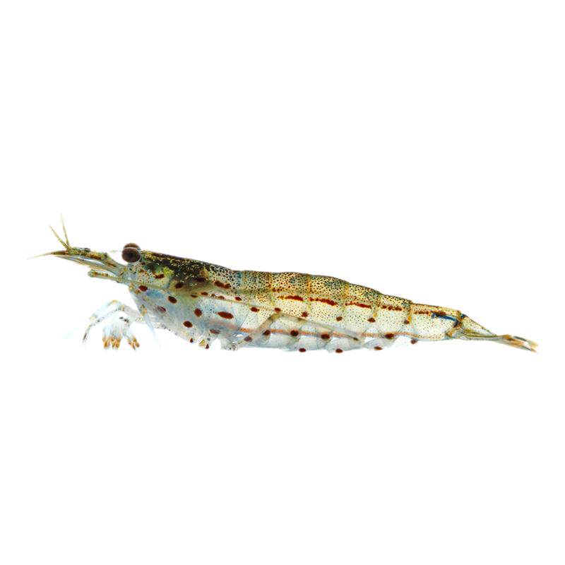 大和藻虾大河藻虾大和沼虾台湾进口工具虾观赏米虾除藻清洁淡水虾