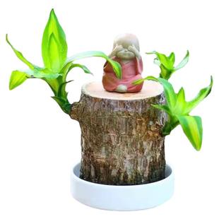 巴西木格鲁特水养幸运木水培花卉室内阳台夏季驱蚊绿植盆栽幸运木