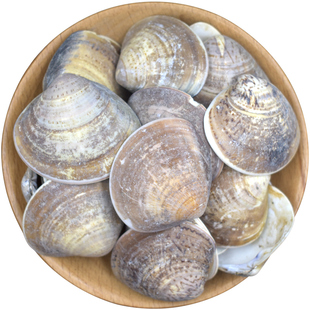 海蛤壳中药材500克蛤壳海蛤壳天然蛤蜊壳精选大个海蛤整个