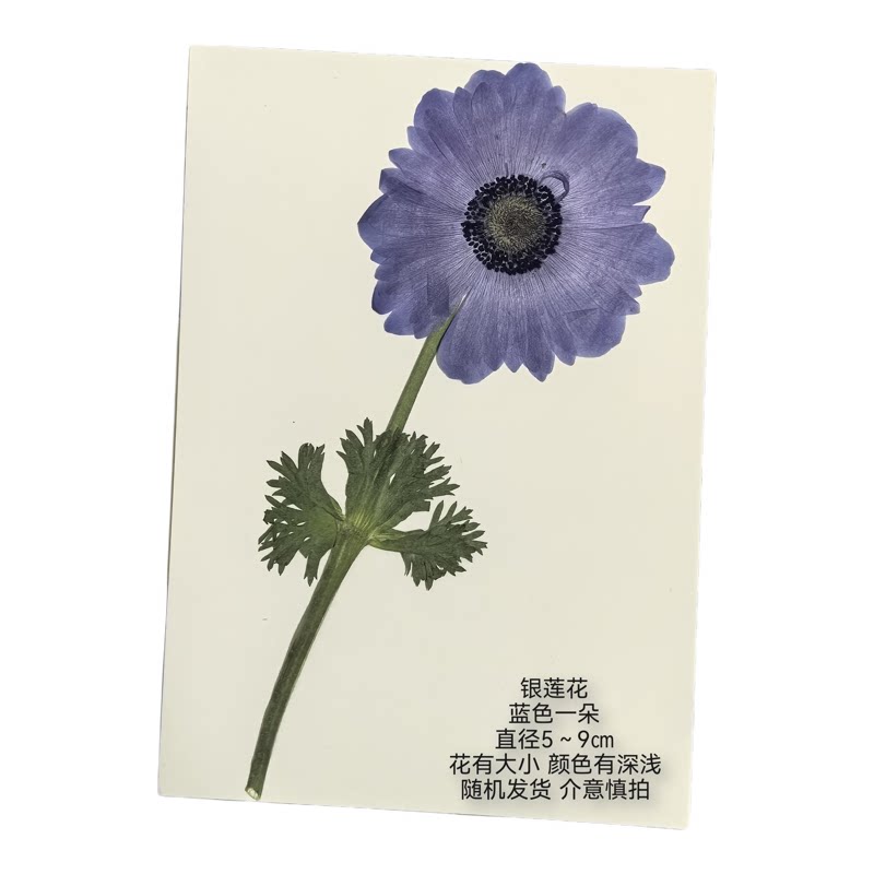 周周押花银莲压花真花手工diy材料包植物干花相框贺卡教师节礼物