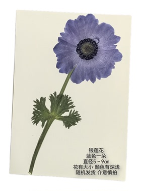 周周押花银莲压花真花手工diy材料包植物干花相框贺卡教师节礼物