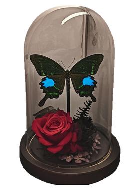 巴黎翠凤蝶森林绿皇后真蝴蝶标本艺术玻璃罩摆件手工生日收藏礼物