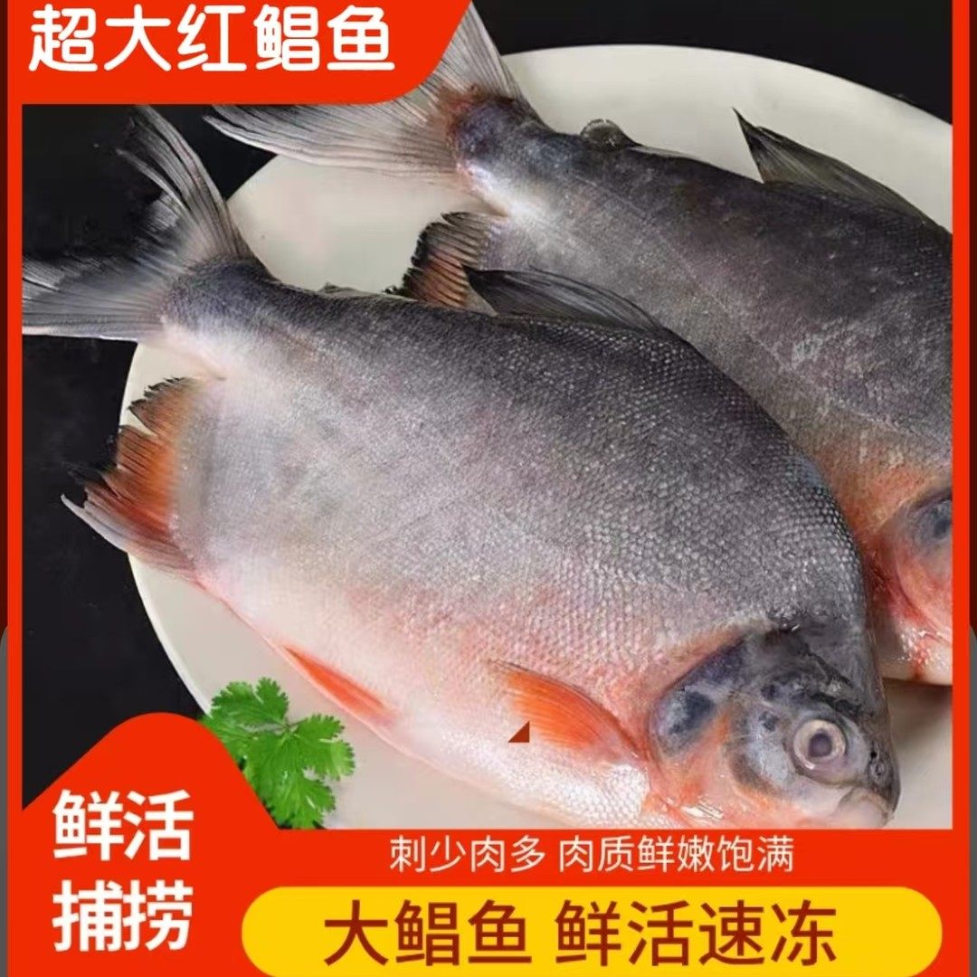 鲜活速冻红鲳鱼 五大条超大鱼 650g-800g/条 总净重不含冰7斤
