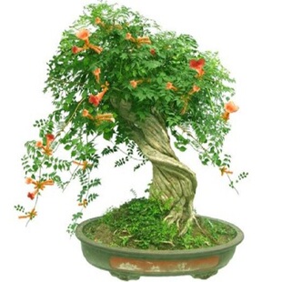 凌霄花苗凌霄树苗楼顶阳台庭院绿化苗木攀援爬藤植物盆栽花卉别墅
