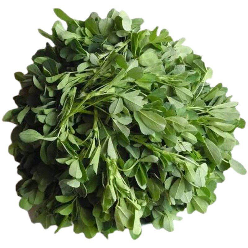 紫花苜蓿四季高产牧草
