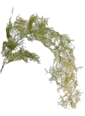 muzhi侘寂风文竹干花花束