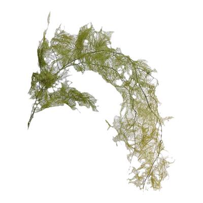 muzhi侘寂风文竹干花花束