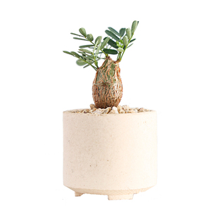 【朴原】沙漠苏木 Senna meridionalis 潮流块根盆栽造型树形绿植