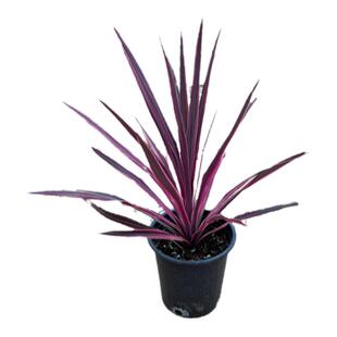 澳洲朱蕉常绿红巨人彩叶巧克力观红叶花园庭院造景耐寒热花境植物