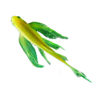 蝶翼斑马鱼热带小型观赏鱼淡水冷水鱼孔雀鱼灯科鱼耐寒好养活体鱼