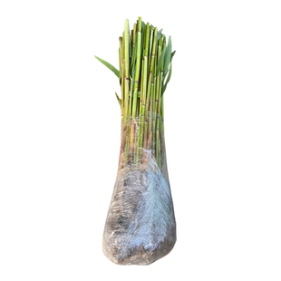 野生芦苇粽叶新鲜芦苇叶芦苇根苗苇子苗水生挺水植物净化水质造景