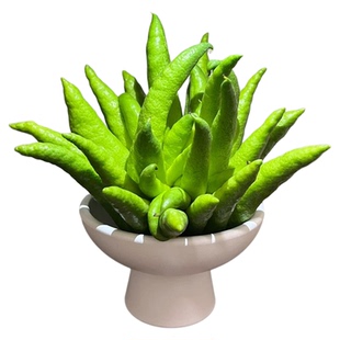 云南佛手柑特大鲜果天然香薰清供闻香观赏摆件室内盆栽香橼佛手果