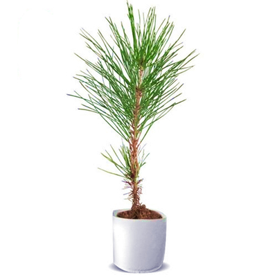 黑松树苗四季常青绿化造型风景树