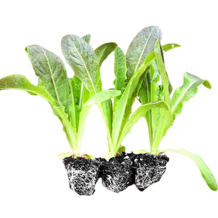 耐寒四季红莴苣苗秧苗带土青皮红叶紫莴笋苗种籽耐抽苔秋冬菜苗