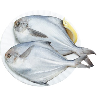 青岛特大银鲳鱼海鲜水产鲜活冷冻新鲜超大白鲳鱼斗鲳鱼王 4斤一条