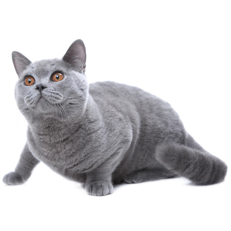 英国短毛猫幼崽曼基康纯种宠物