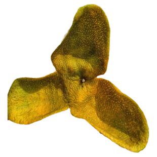 正宗新会茶坑南坦原枝天马二红皮自然太阳生晒柑皮陈皮干煮泡茶水