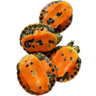 变异龟白化龟高蛋白质水龟专用龟粮鳄龟火焰龟通用龟粮500克装