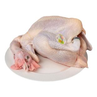 精致潮菜广东清远鸡项阳山散养鸡江英鸡黄油鸡走地鸡现杀新鲜光鸡