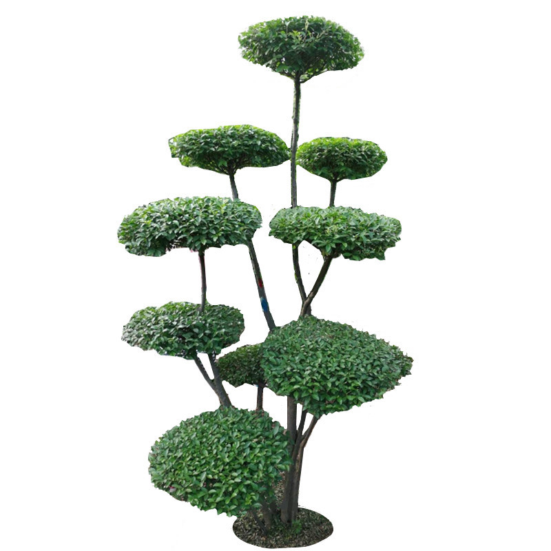 庭院别墅风景树篱笆工程绿化植物