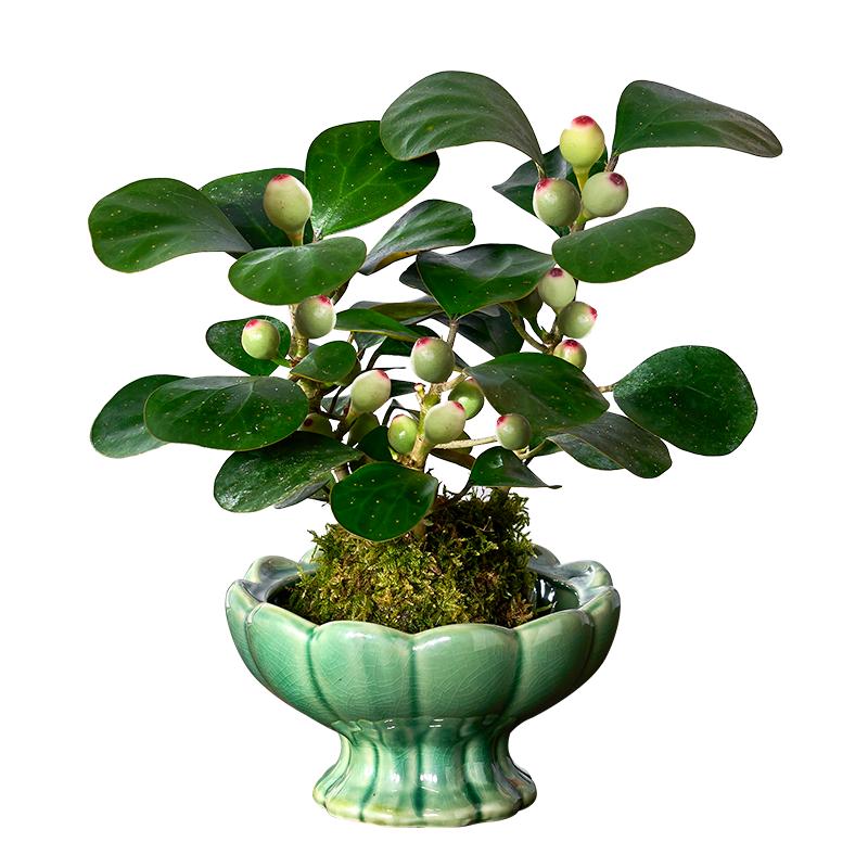 小盼菩提苔蘚球盆栽室內(nèi)植物辦公室桌面好養(yǎng)植物禪意盆景帶果綠植