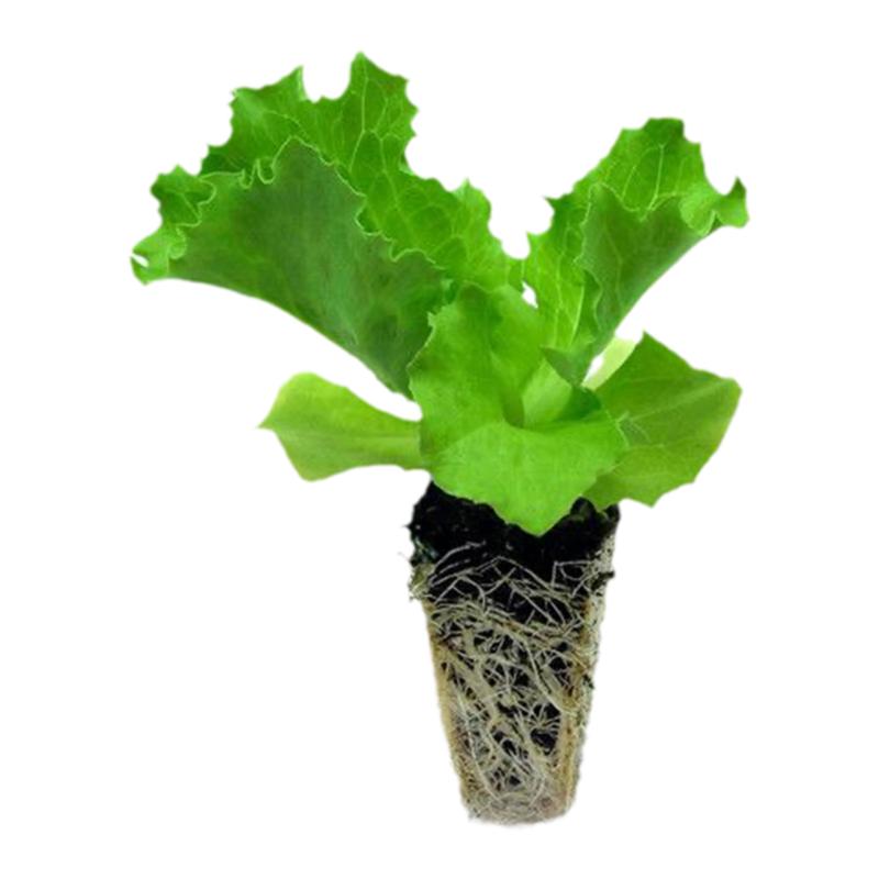 美国大速生菜苗正宗绿生菜苗