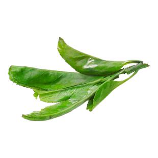 正品海南大叶苦丁茶官方旗舰店2025新茶蒲公英小叶非特级贵州余庆