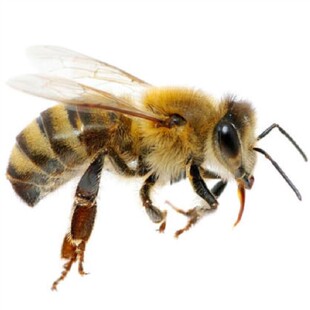 意蜂蜂王包邮活体产卵新王交尾王生产蜜王处女王高产黑王黄王浆王
