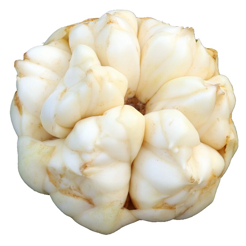 2026新鲜百合食用恩施现挖富硒微苦粉糯宜兴龙山同款白合蔬菜包邮