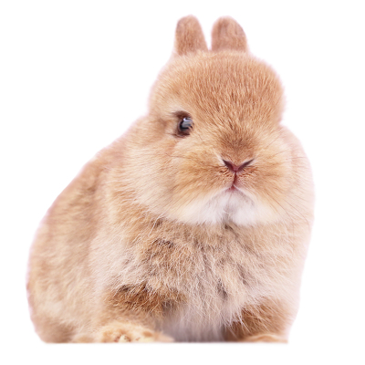 纯种长不大荷兰道奇耳朵包活兔子