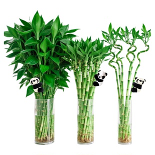 粗杆富贵竹水培养植物室内特级转运竹发财绿植节节高盆栽带根竹子