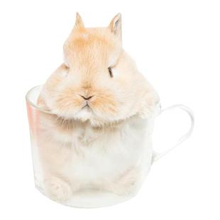 彩色卡皮巴拉安哥拉兔活物德英系星黛露巧克力黑白黄白碎斑猫猫兔