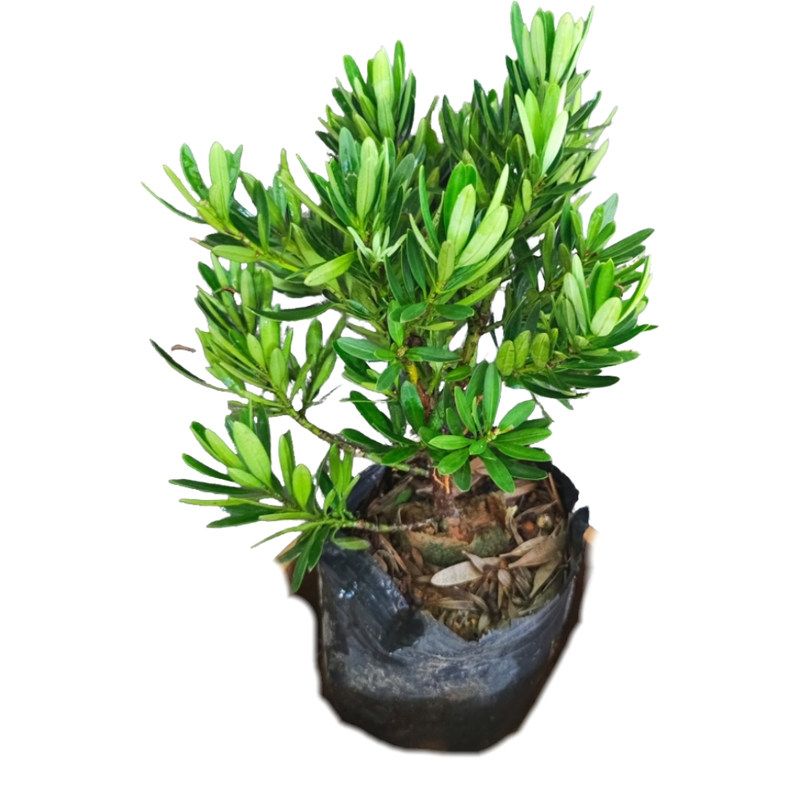海岛菊花松造型盆景单株绿植新手易养阳台盆栽别墅造景罗汉松树苗