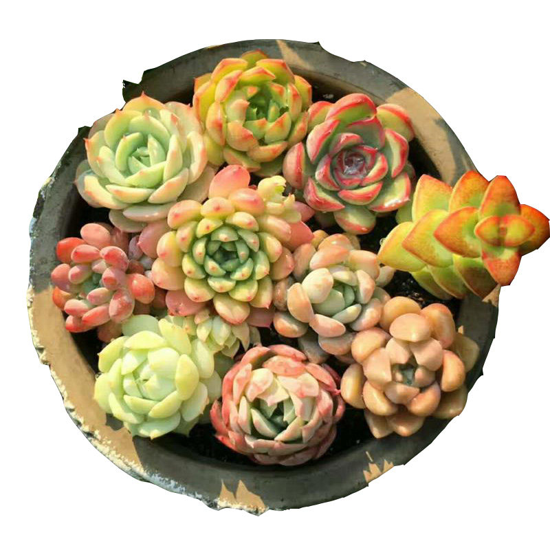 大颗老桩阳台庭院多肉植物美观